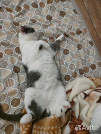 Котик в добрые ручки