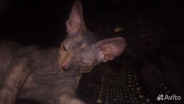 Донской сфинкс котята