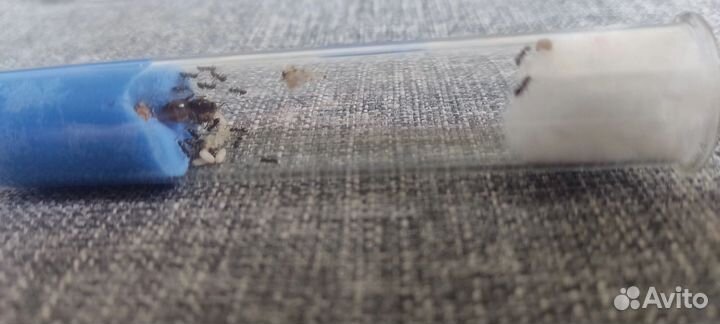 Муравьи Lasius Niger (Чёрный садовый муравей)