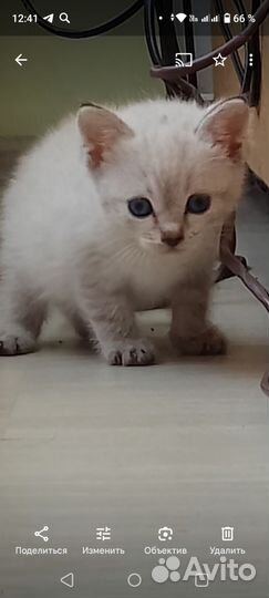 Сиамская кошечка