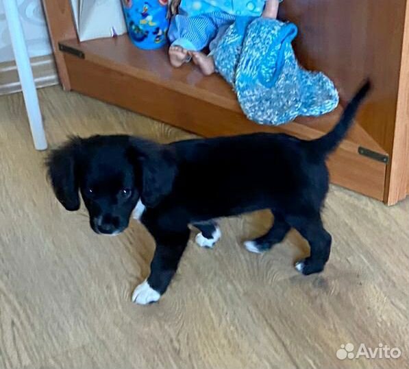 Маленькая собака