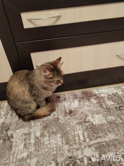 Кошки в добрые руки бесплатно