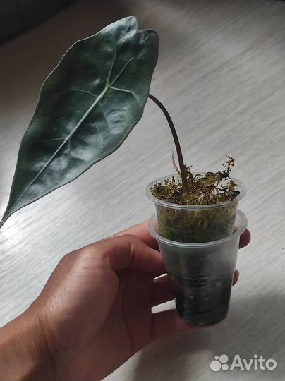 Алоказия полли