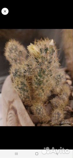 Композиция из хавортий. Каменная роза 30. Кактусы