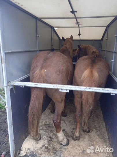 Прицеп коневоз (скотовоз)