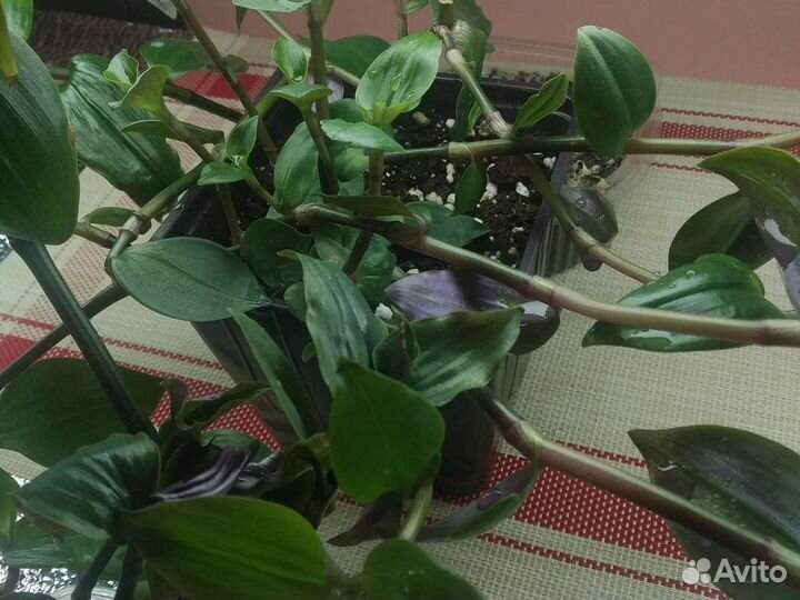 Традесканции