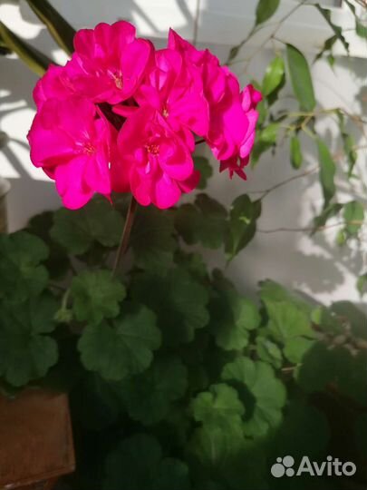 Пеларгония Fee Cerise Polina