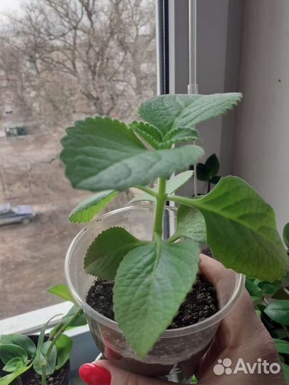 Толстянка, мята,декабрист