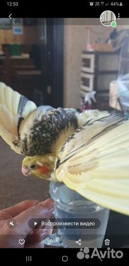 Попугай пара корелла с клеткой