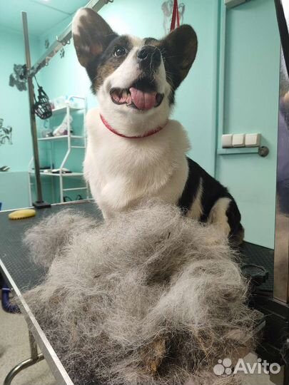 Стрижка кошек и собак (груминг)