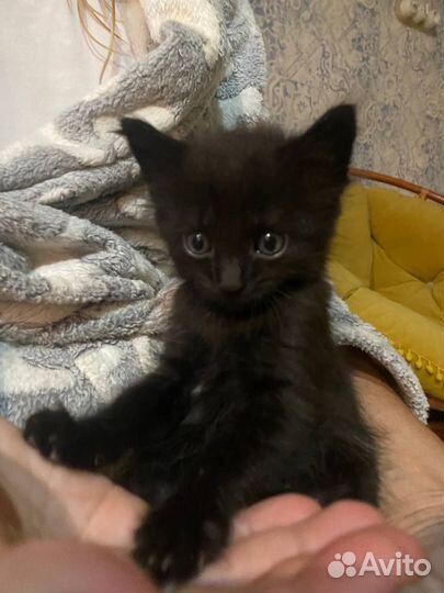 Котик Фауст - в добрые ручки