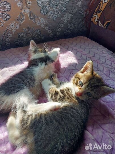 Котята в добрые руки