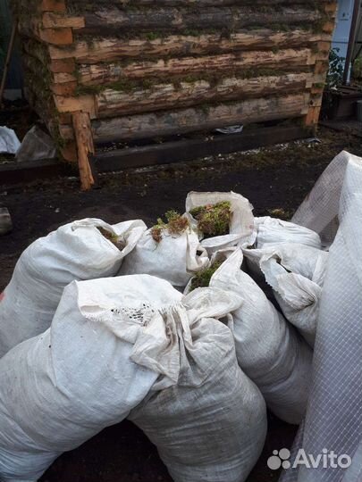 Мох боровой