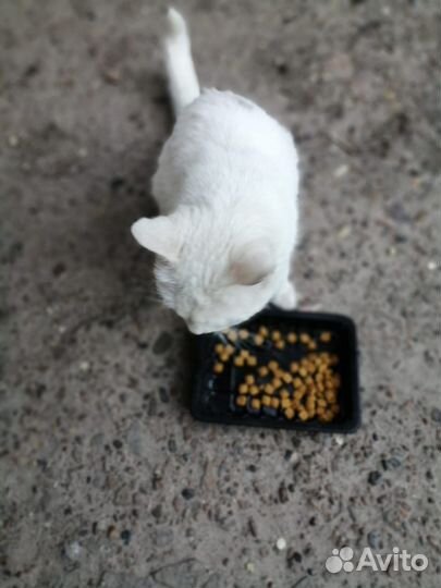 Кошечка в добрые руки