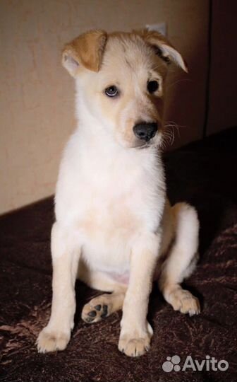 Щенки, мальчики и девочки, в добрые руки