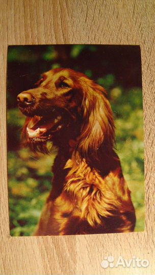 Фотооткрытка 