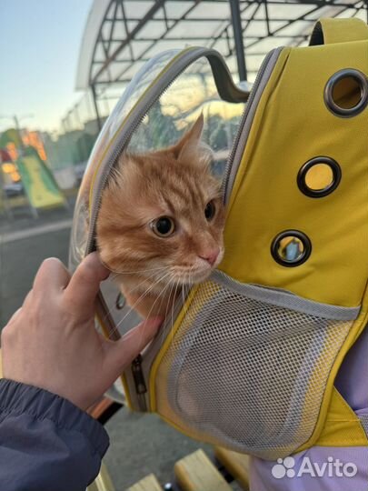 Рыжий кот