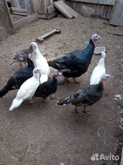 Индюки индюшата