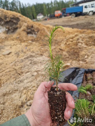 Саженцы сосны обыкновенной зкс оптом