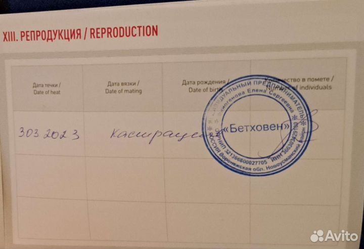 Шотландский страйт