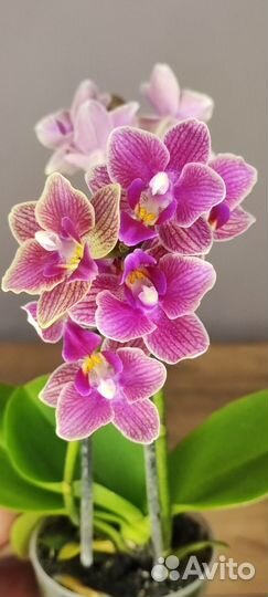 Орхидея мультифлора мини
