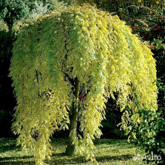 Софора японская и мелколистная, семена