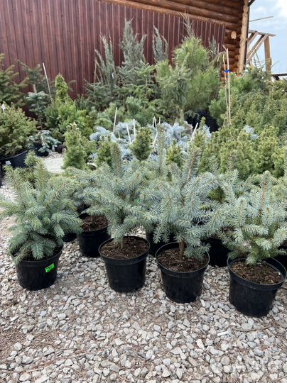 Ель Super Blur Seedling