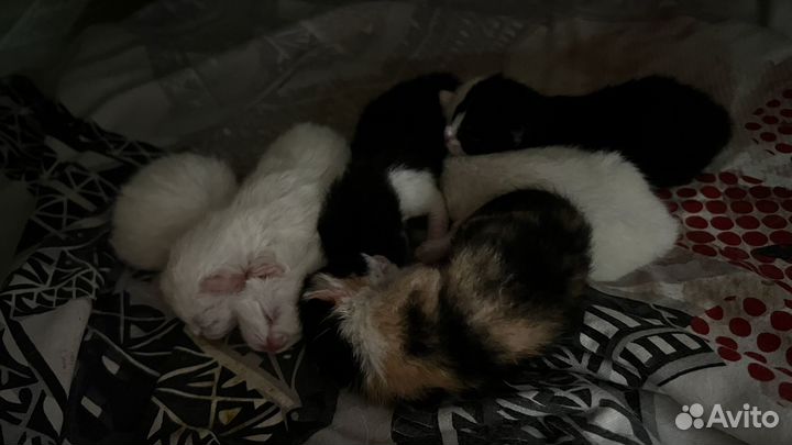 Котята турецкой ангоры