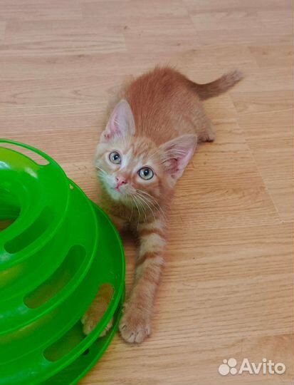 Счастье в дом