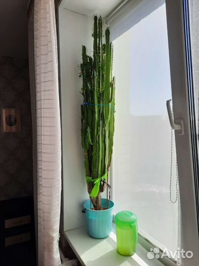 Кактус Молочай