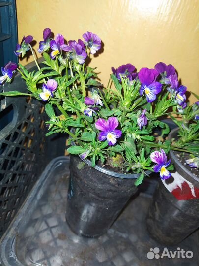 Виола рогатая 3 цветная многолетняя, рассада