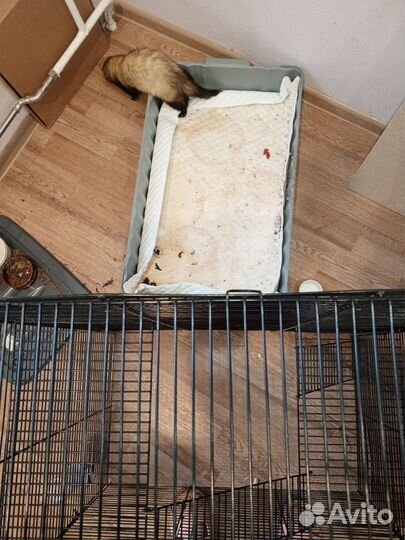 Клетка для грызунов очень большая