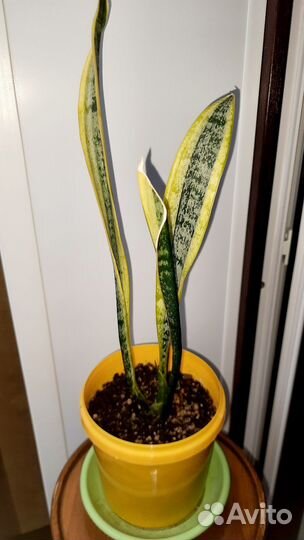 Сансевьерия Лауренти