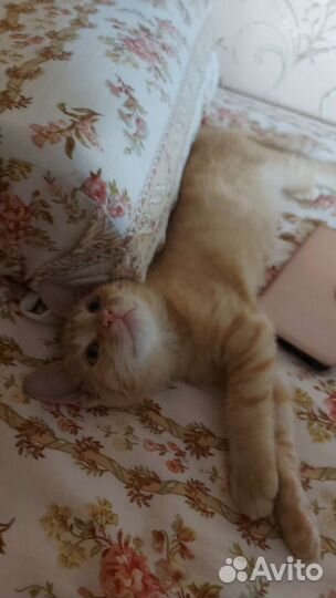 Рыжий котенок в дар 2,5 месяца мальчик