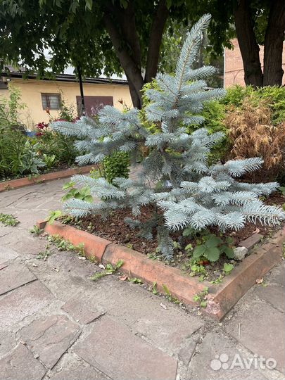 Голубая ель хупси