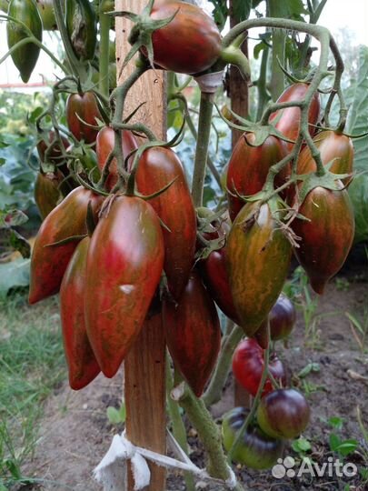 Семена томатов для засолки и салатов