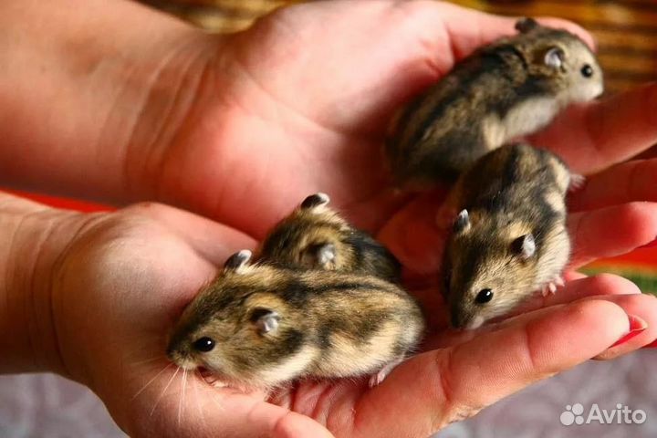 Продам хомячков