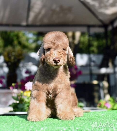 Щенки бедлингтон терьера