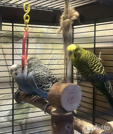 Волнистый попугай