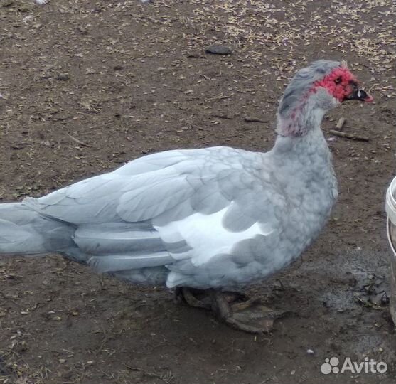 Индоутка мускусная утка