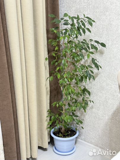 Фикус бенджамина