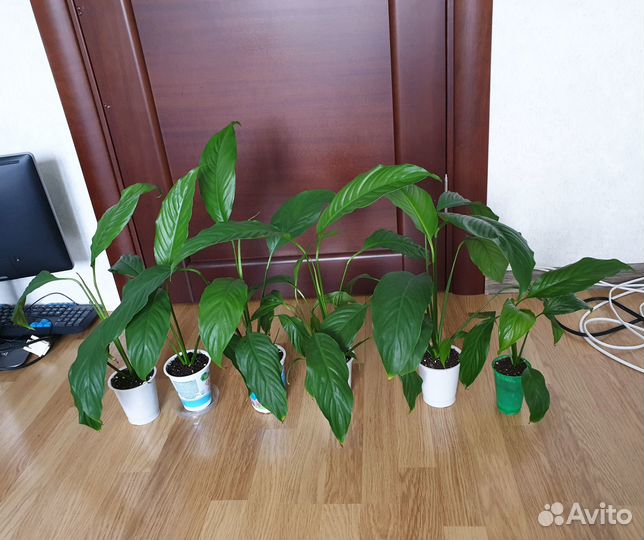 Спатифиллум, Женское счастье, растения цветы белые