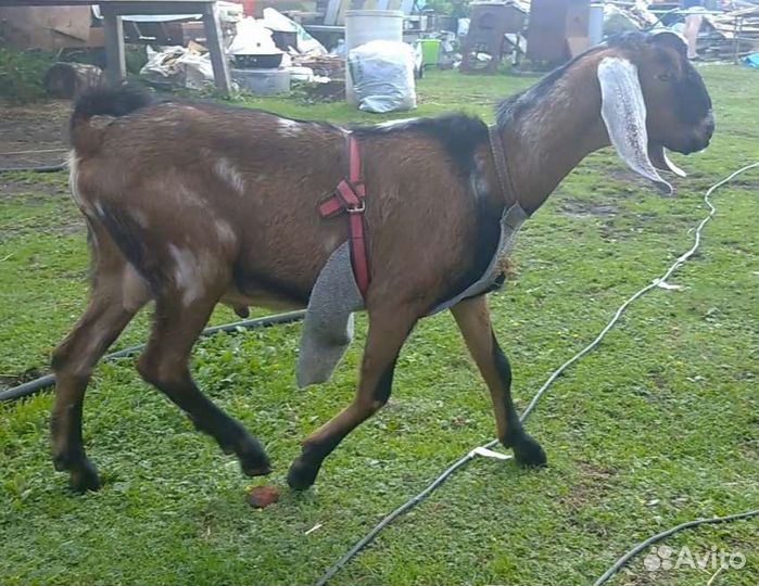 Англо-Нубийские козлята 100