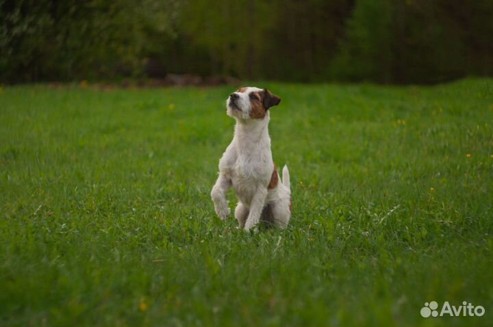 Парсон Рассел Терьер вязка