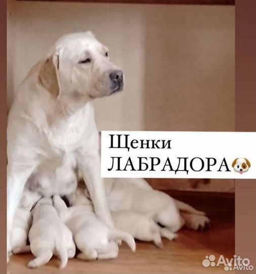 Щенки лабрадора