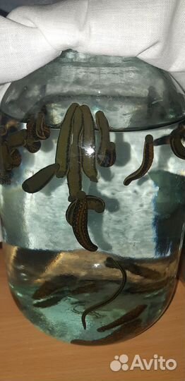 Пиявка медицинская