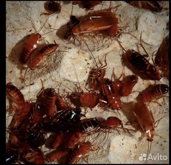 Туркменские тараканы