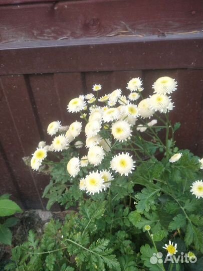 Маргаритки рассада