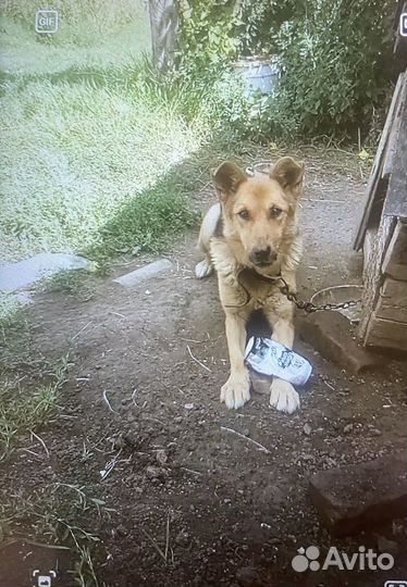 Собака в добрые руки