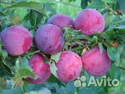 Саженцы Плодовых закрытая и открытая корневая